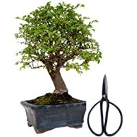 Los mejores  - Bonsai Zelkova 5 años + Tijera 120 mm